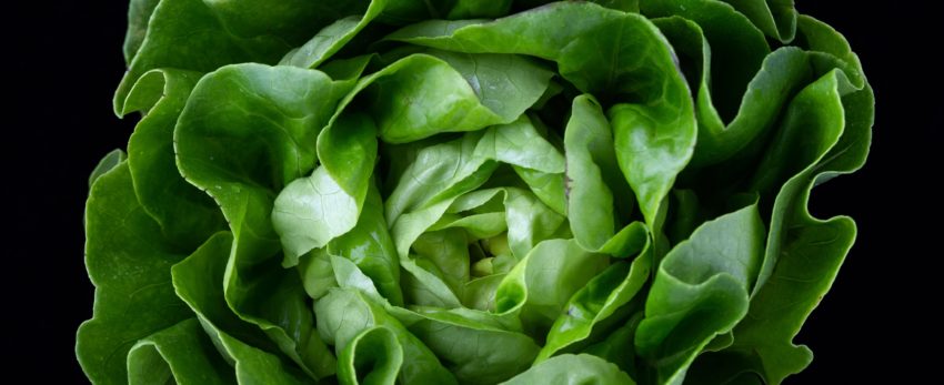 Photo of lettuce on black background